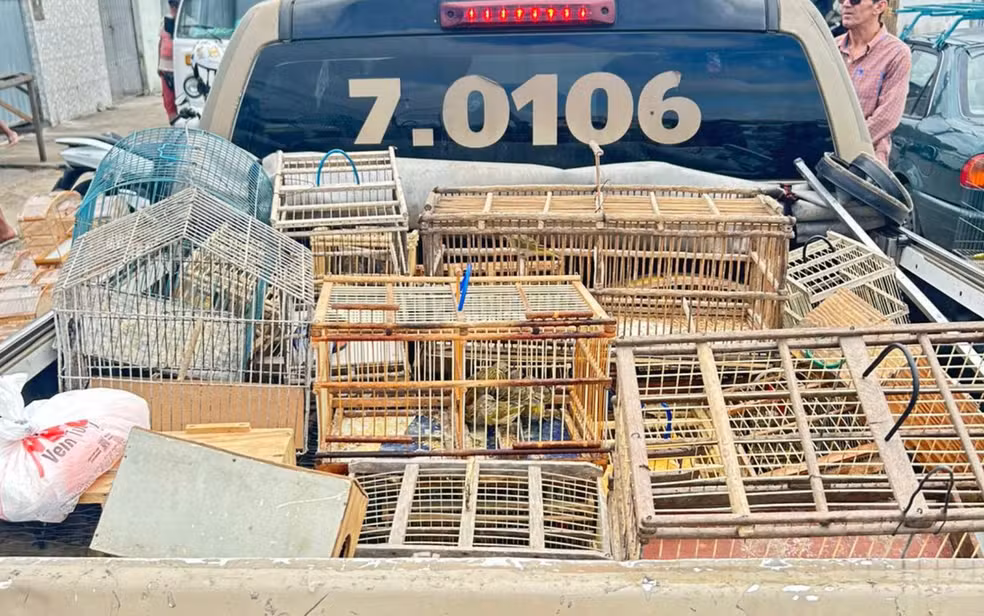 Foto Nove pessoas são presas por tentar vender 270 aves silvestres na Bahia