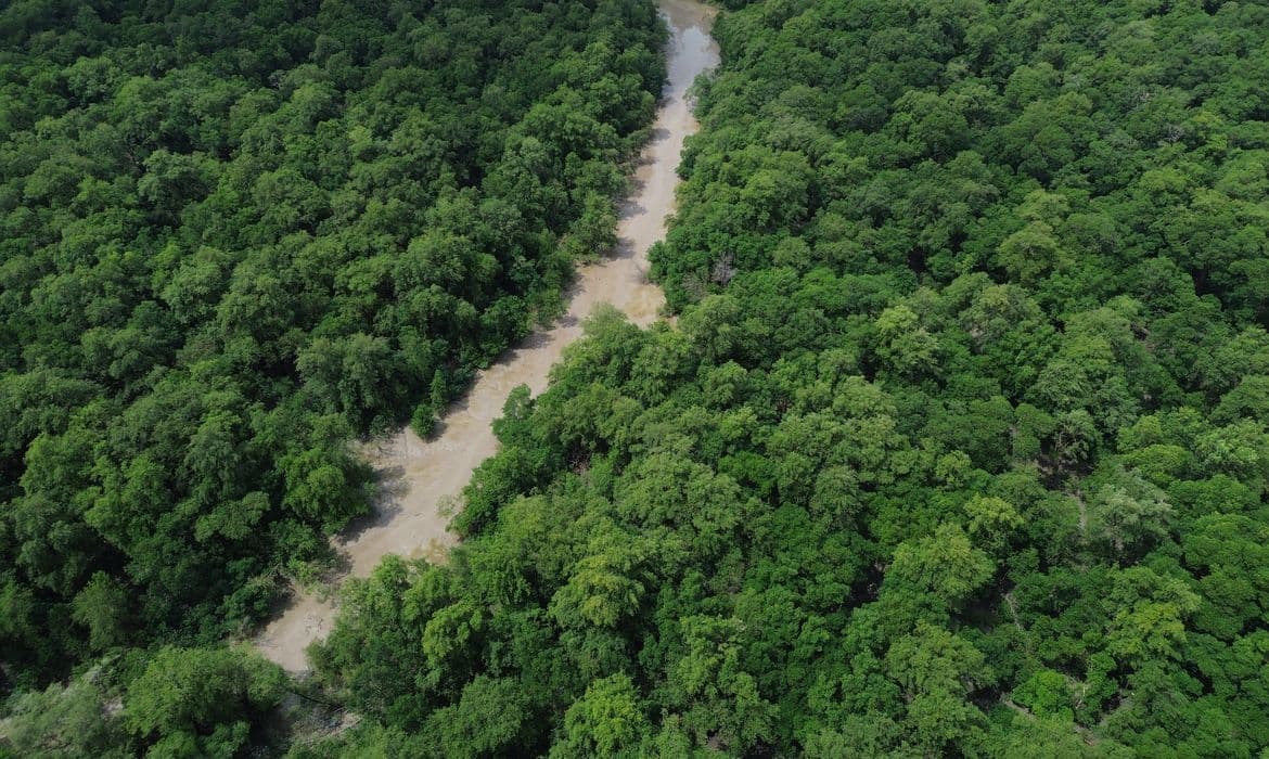 Dia da Amazônia