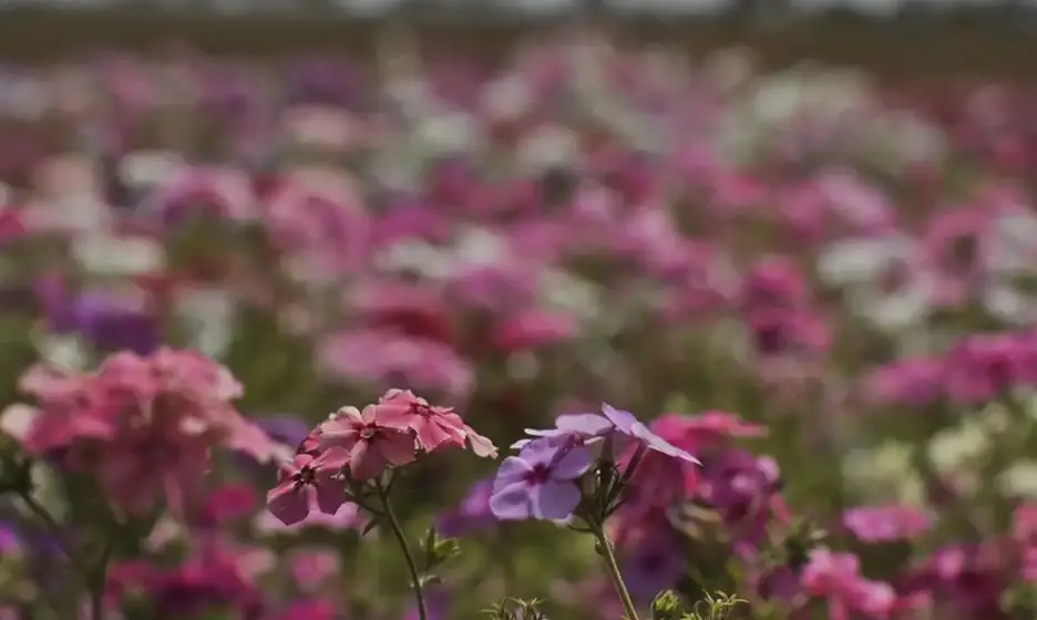 Foto Primavera 2025 promete calor intenso e chuvas irregulares no Brasil